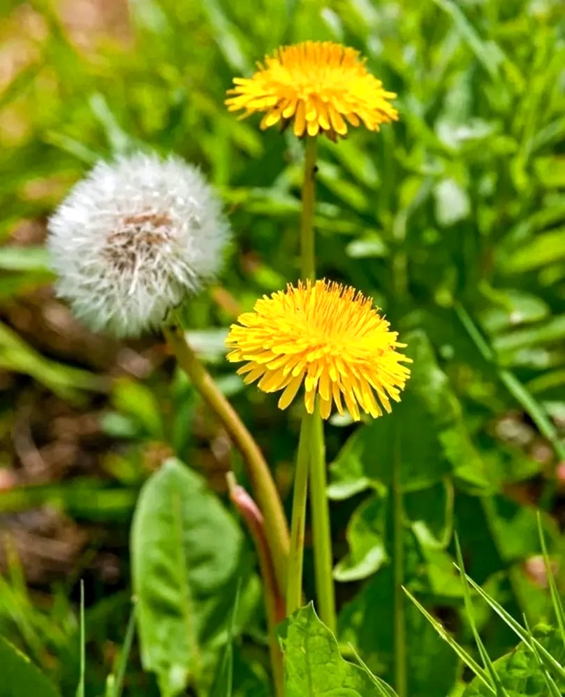 Одуванчик Taraxacum officinale