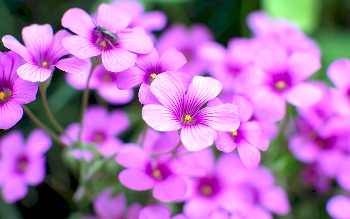 Красивые фиолетовые цветочки