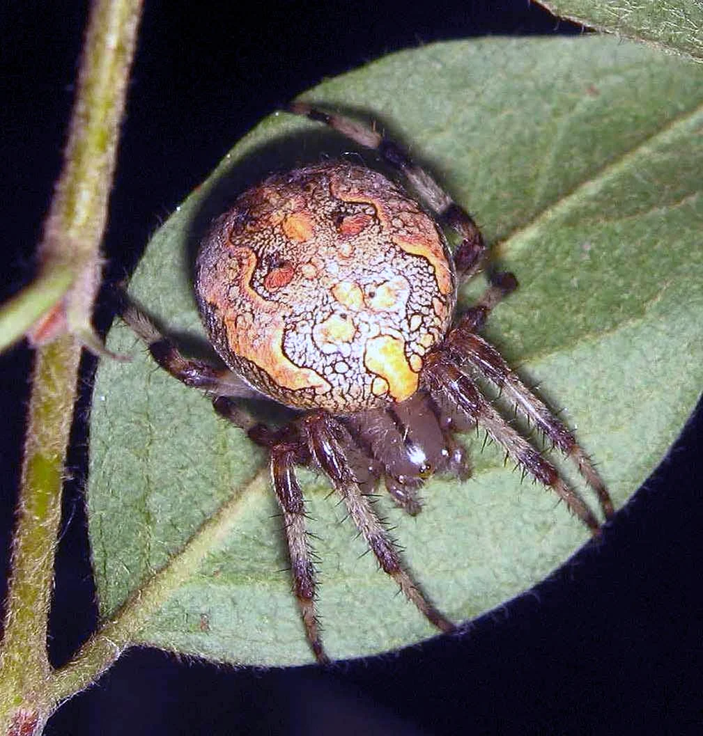 Крестовик зеленый. Паук кругопряд крестовик. Крестовик Araneus marmoreus. Мраморный крестовик (Araneus marmoreus). Паук крестовик красный.