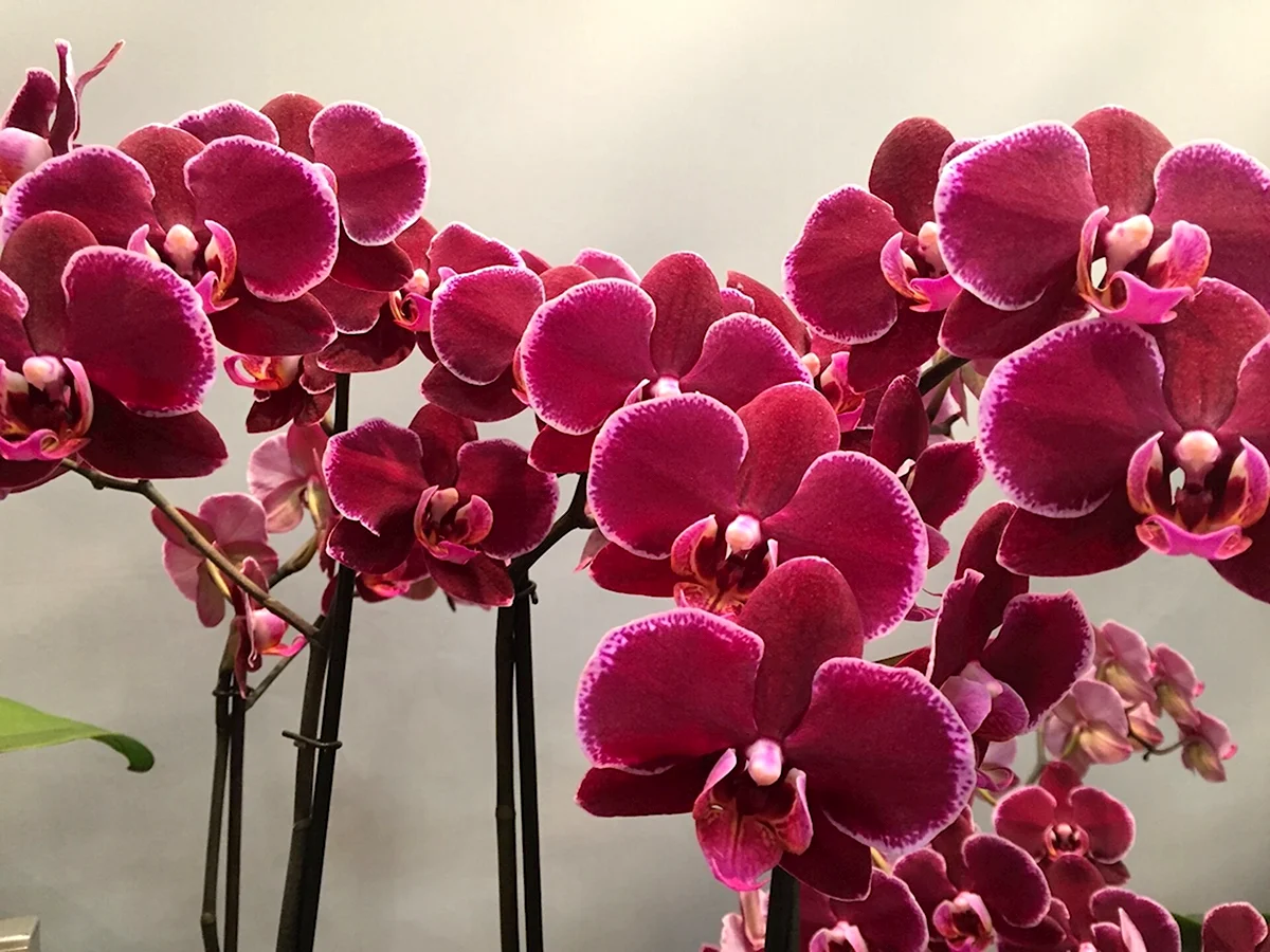 Орхидея монпелье
