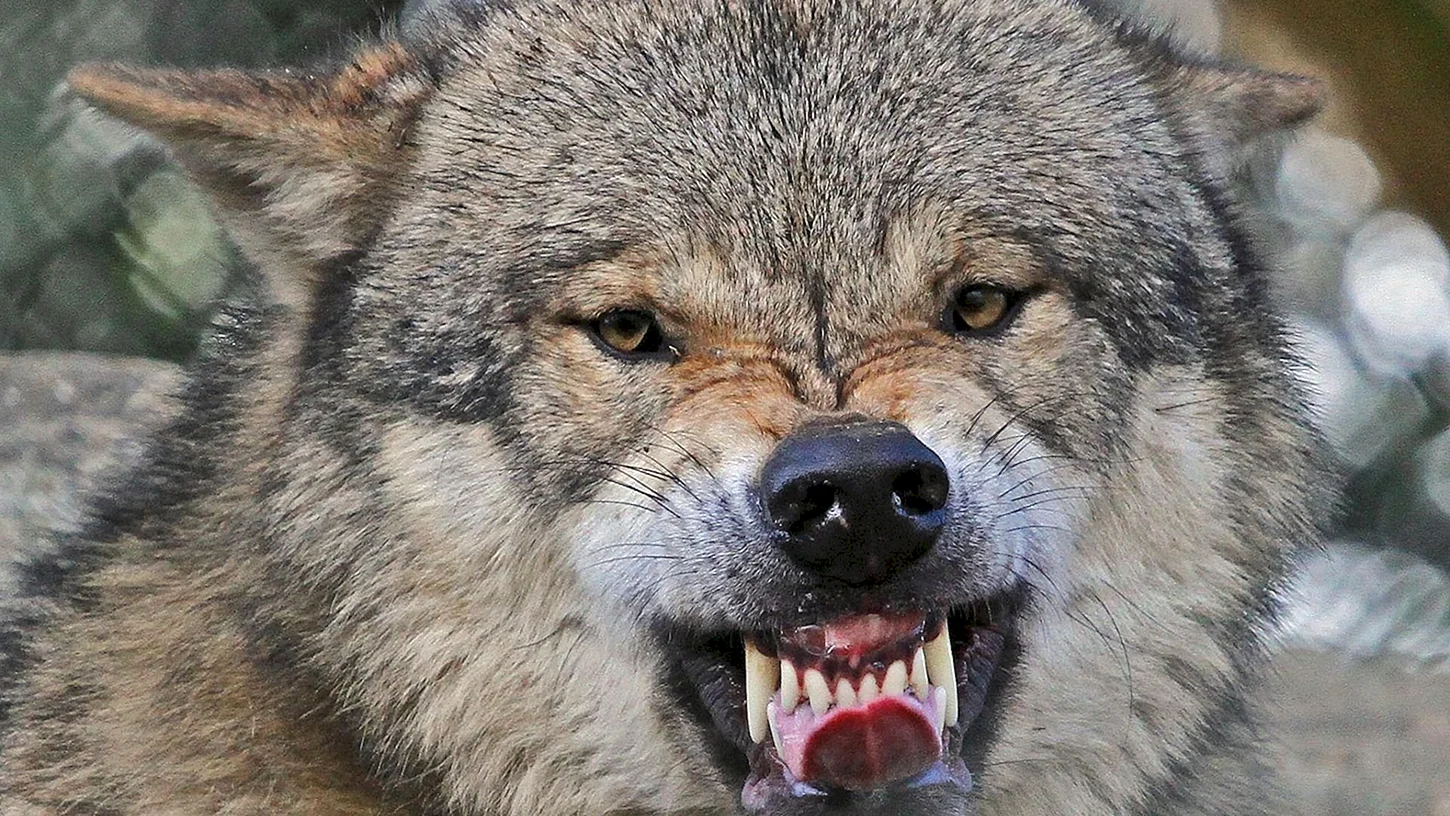 Оскал Западно сибирской лайки