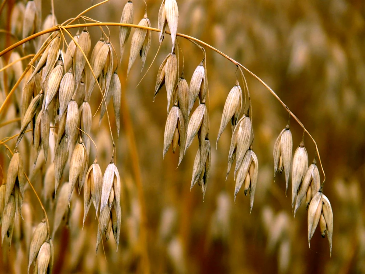 Овес посевной Avena Sativa
