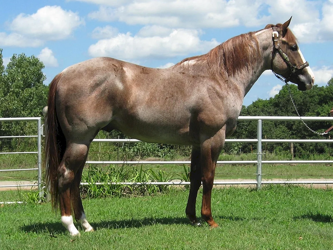 Palomino Roan Horse