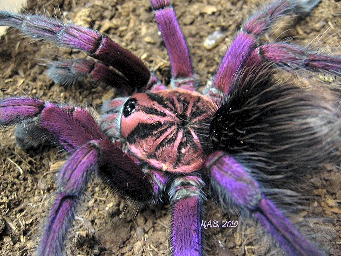 Разноцветные тарантулы