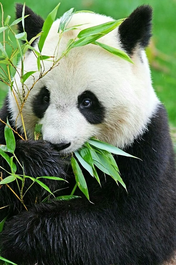 Очковая панда