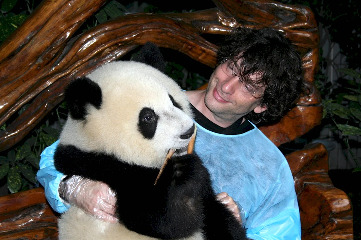 Панда и человек