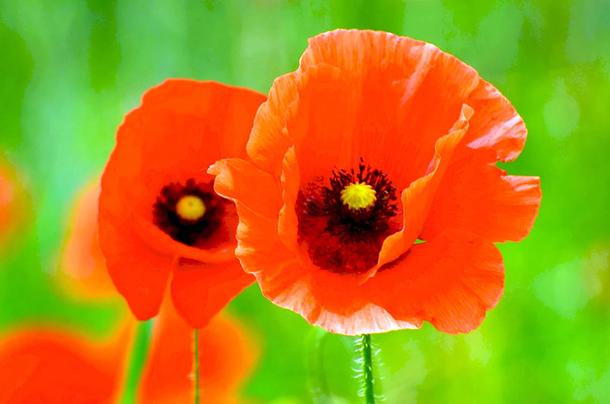 Papaver