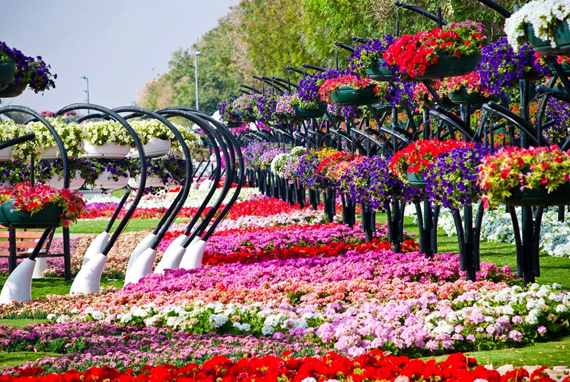 Красивый цветочный сад. Парк Аль-Айн. Парк al Ain Paradise. Абу Даби парк цветов. Цветочный парк Парадиз в ОАЭ.