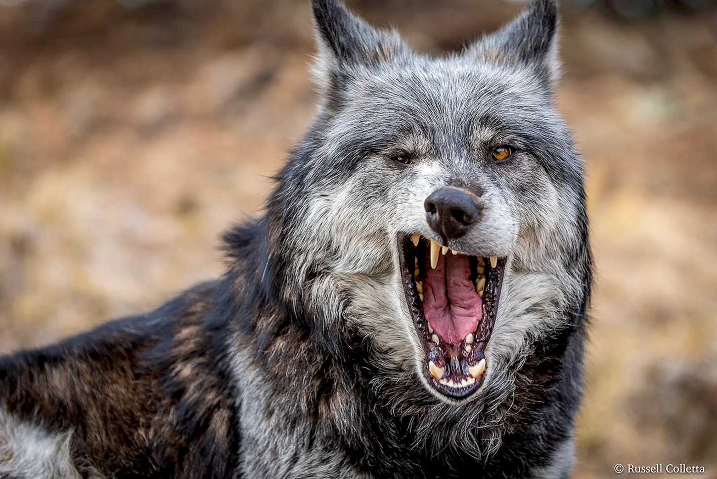 Смешной волк