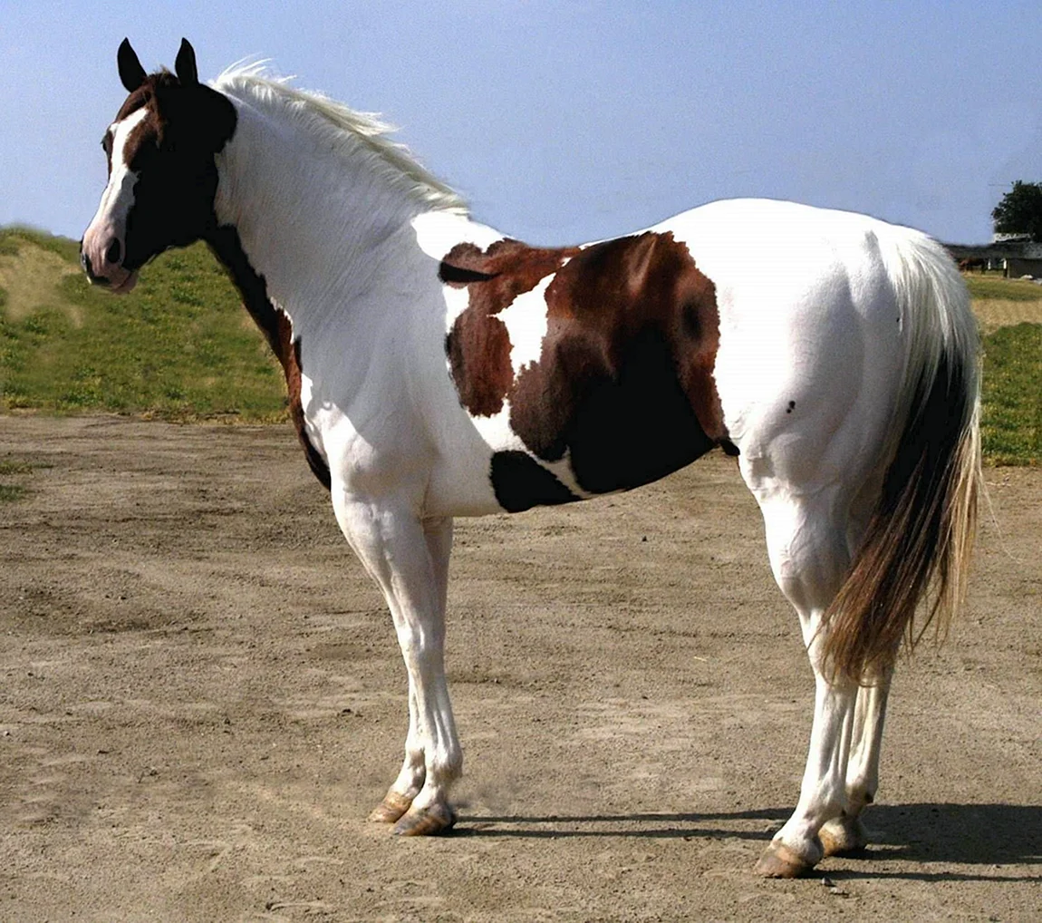 Пегий Кватерхорс