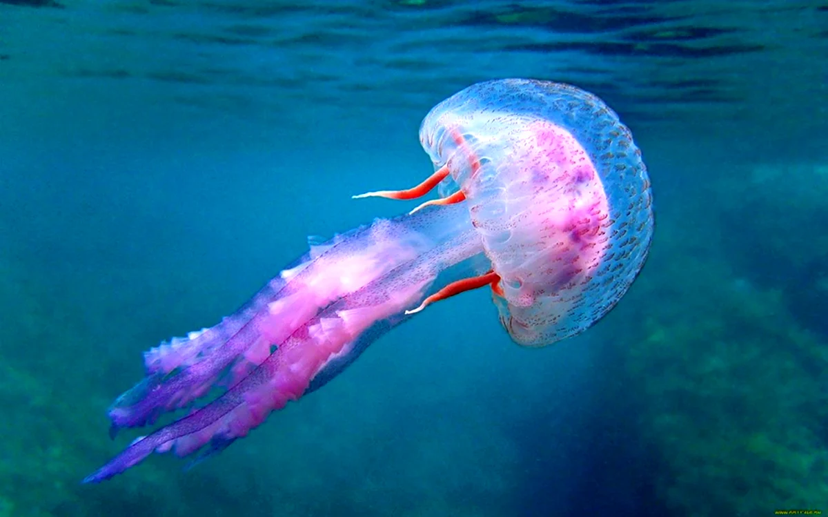 Редкие медузы