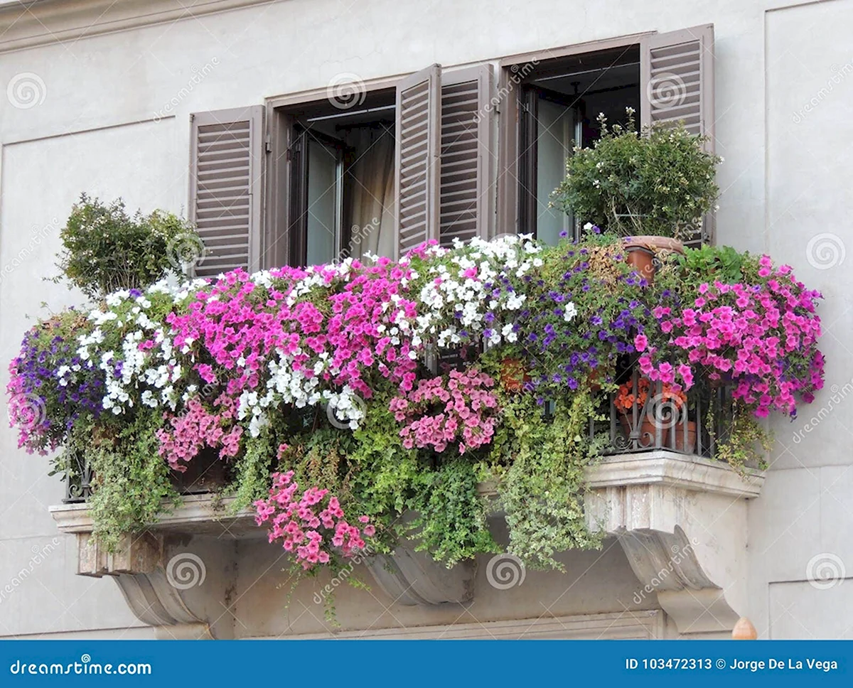 Цветы красивые для балкона