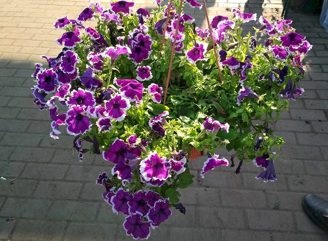 Петуния ампельная