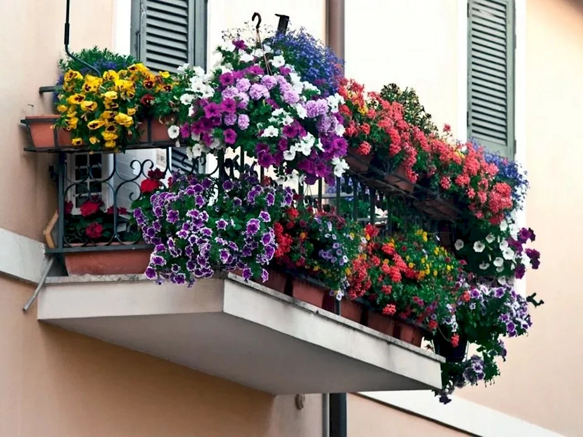 Цветы для балкона солнечная сторона
