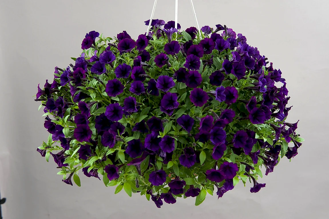 Петуния Littletunia Purple Blue