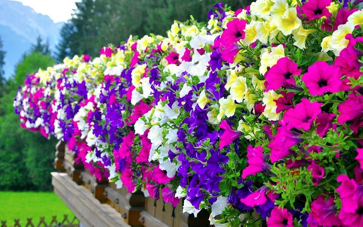 Петуния Petunia