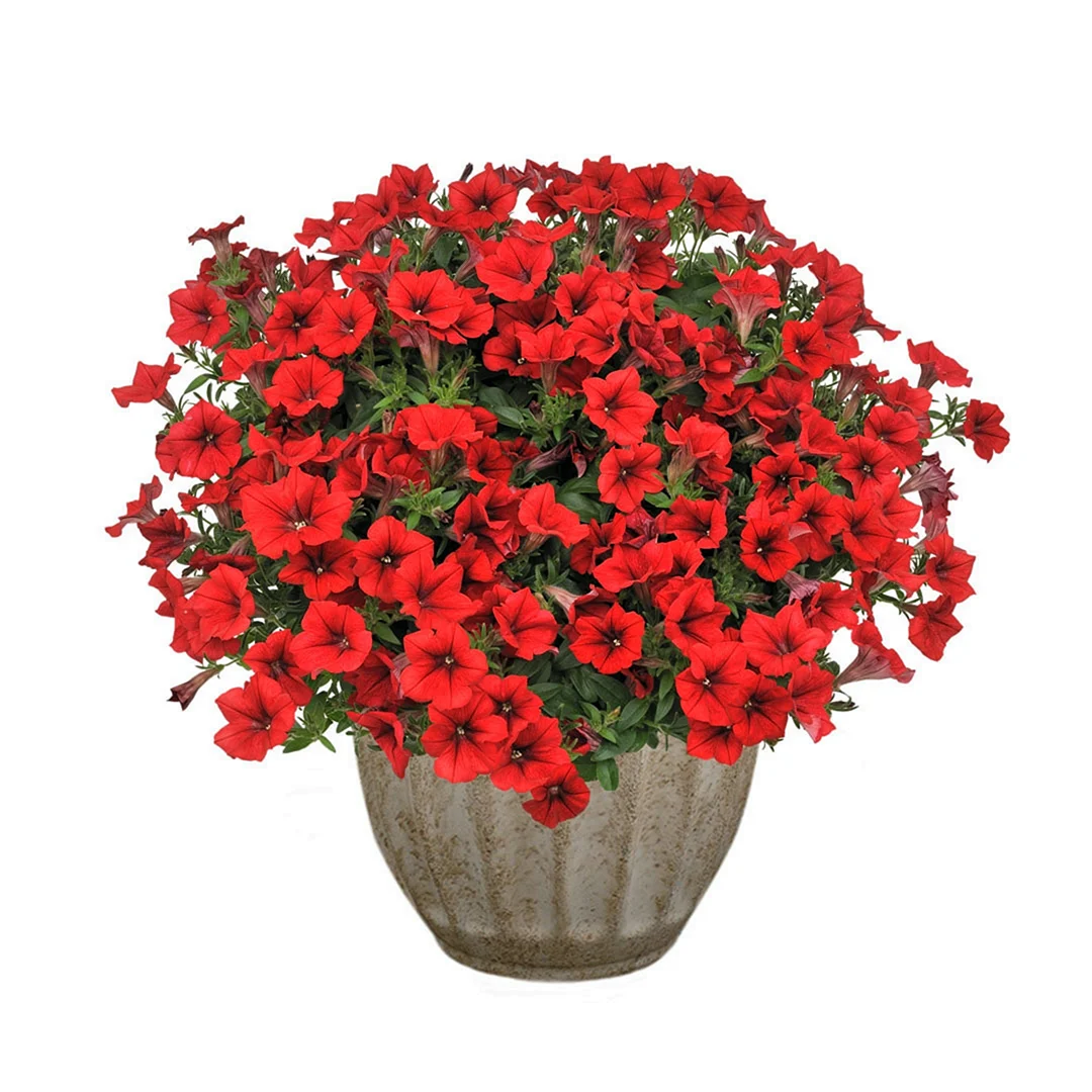 Петуния Petunia Surfinia Table Dark Red