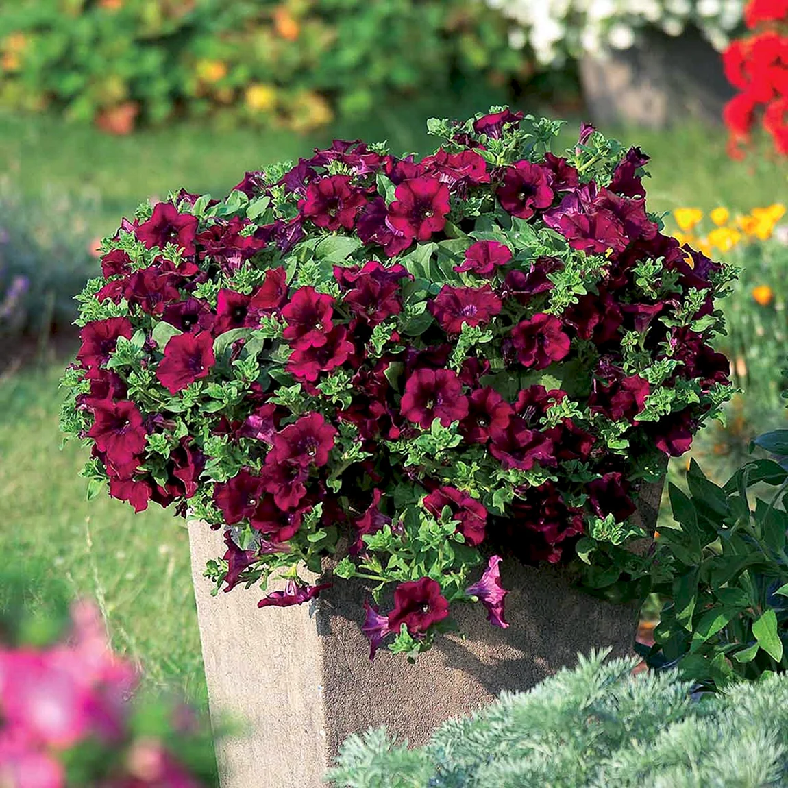 Петуния Surfinia Burgundy