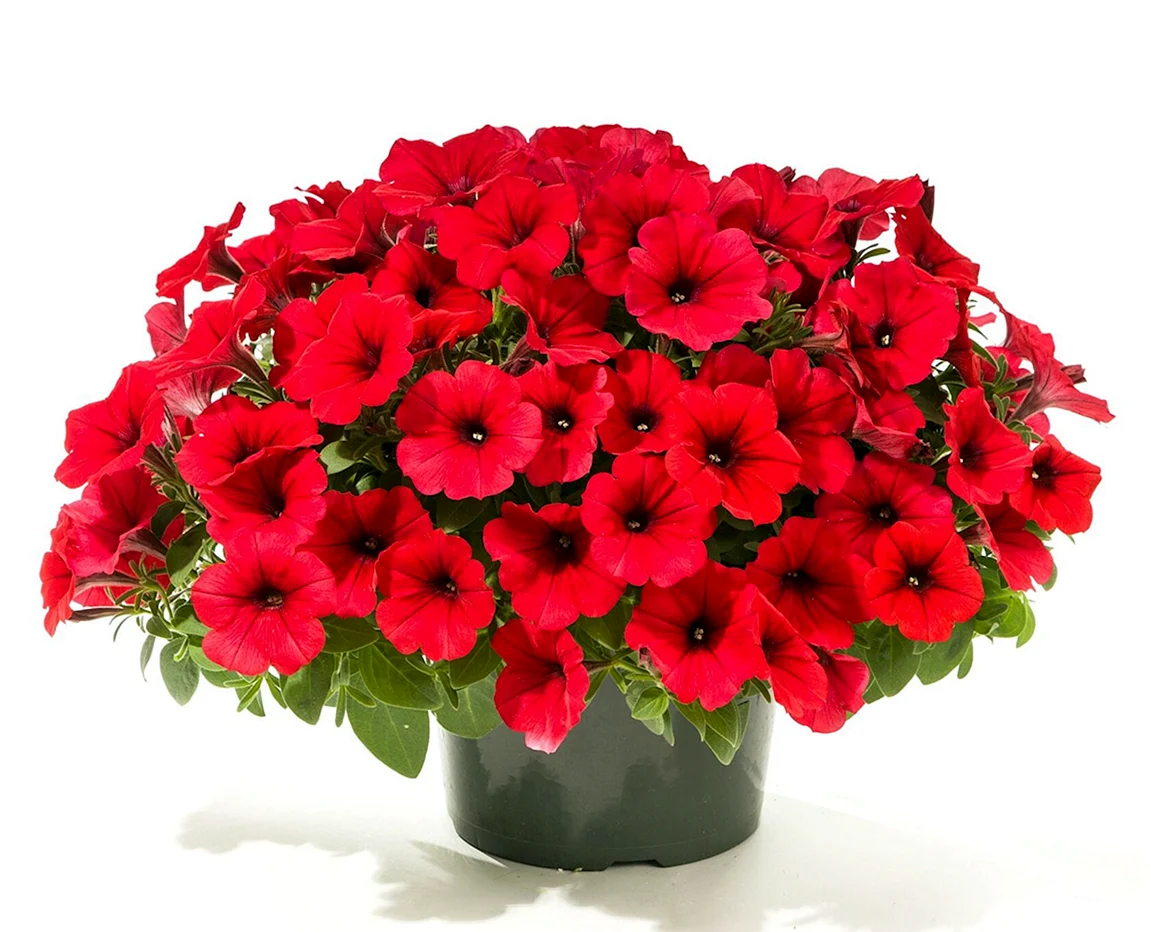 Петуния Surfinia Deep Red