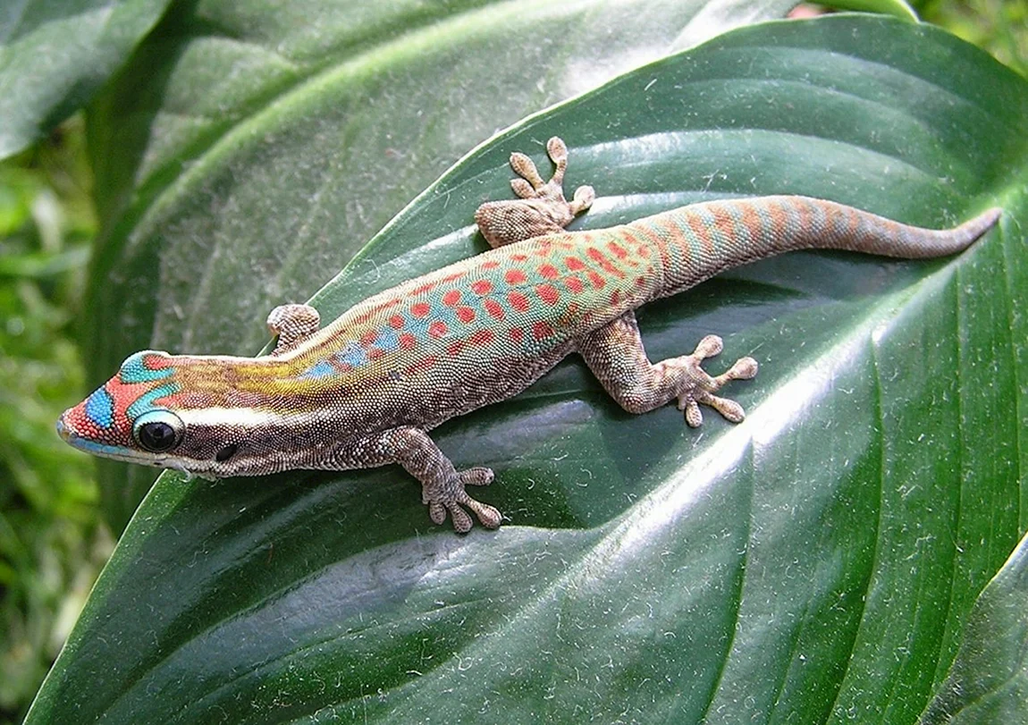 Phelsuma guentheri