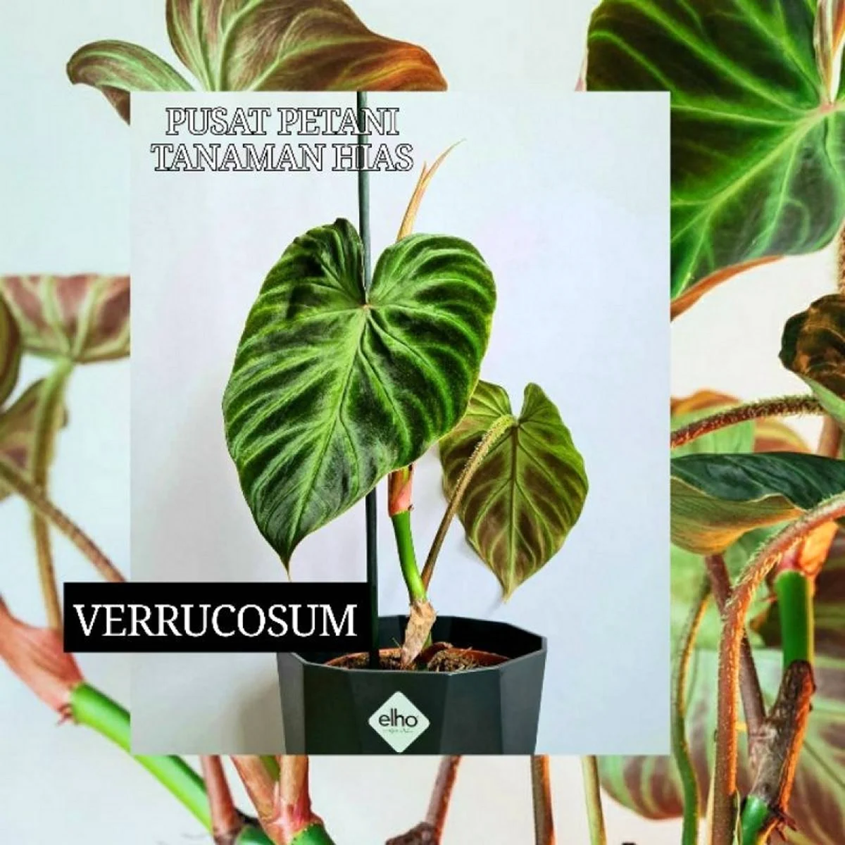 Philodendron verrucosum Condor