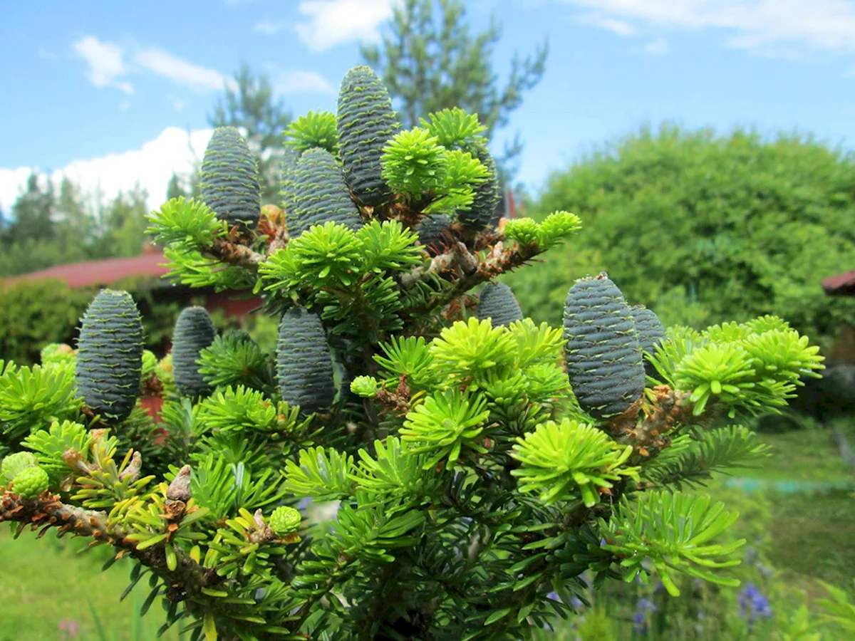 Ель вечнозеленое хвойное. Ель Abies Koreana. Пихта Нордмана шишки. Пихта Сибирская шишки. Пихта Кореана.