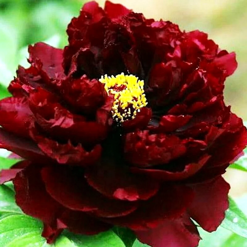 Пион Блэк Бьюти Black Beauty