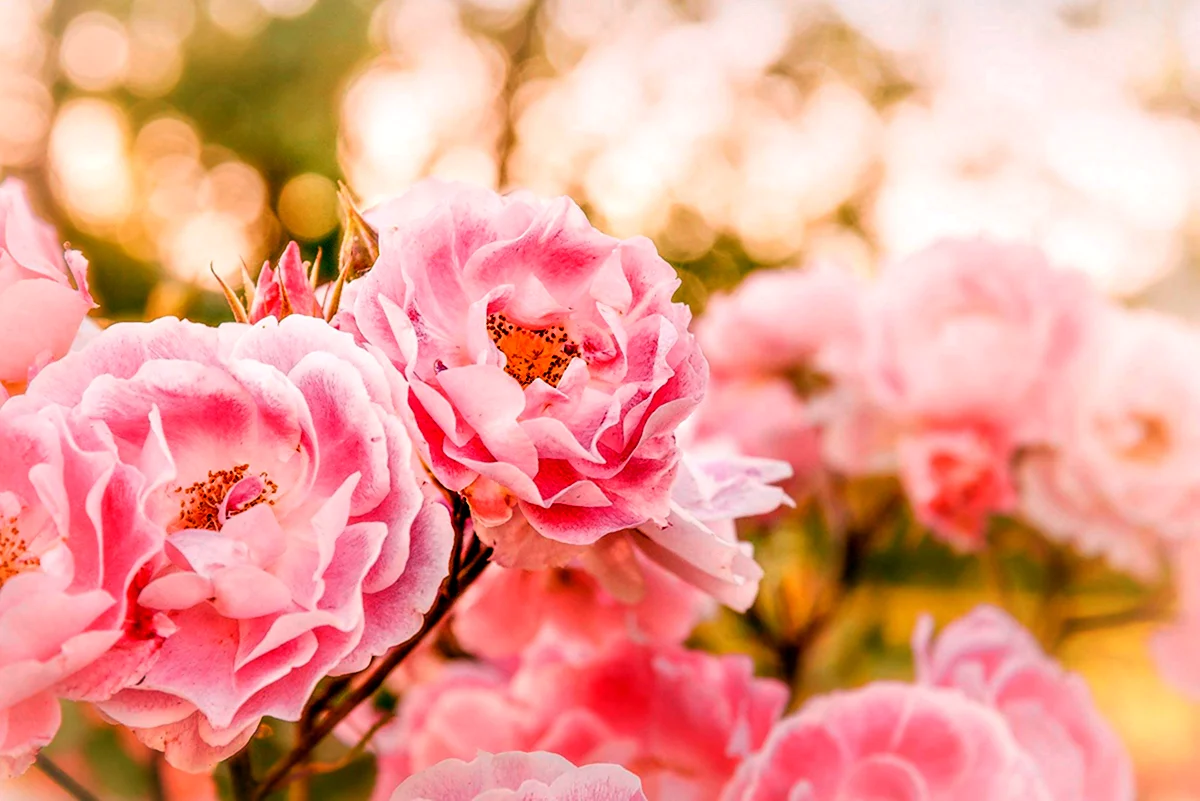Пион Lovely Rose