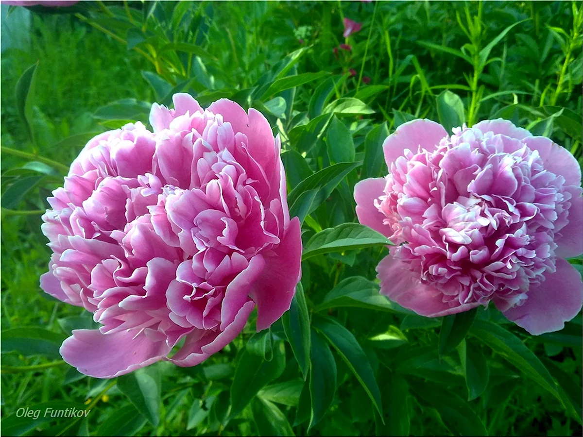 Пион принцесса. Margaret Truman пион. Пион (Paeonia) Margret Truman.