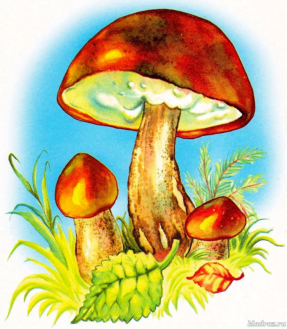 Подберезовик гриб рисунок карандашом