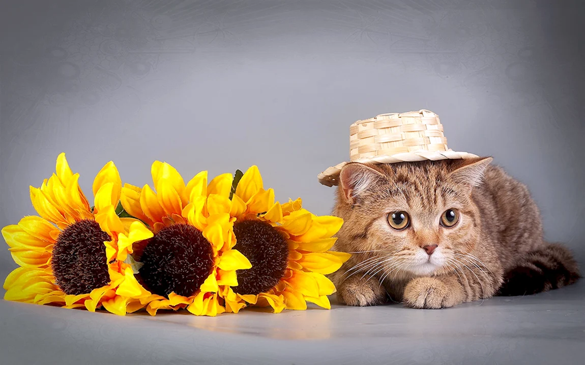 Подсолнухи коты