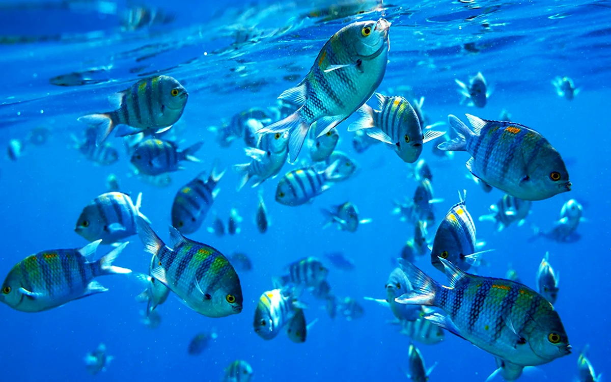 Рыбки под водой
