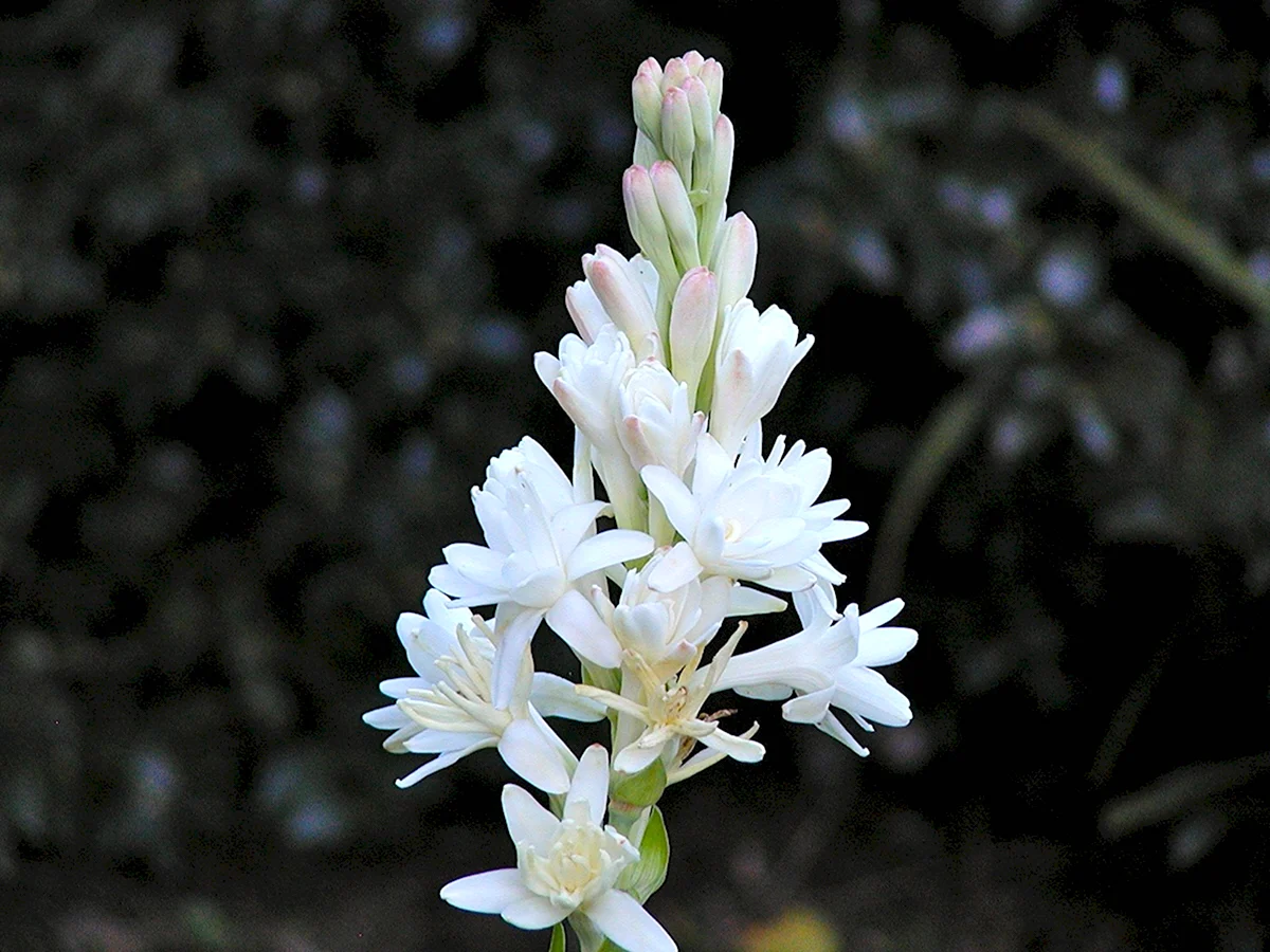 Полиантес Polianthes tuberosa