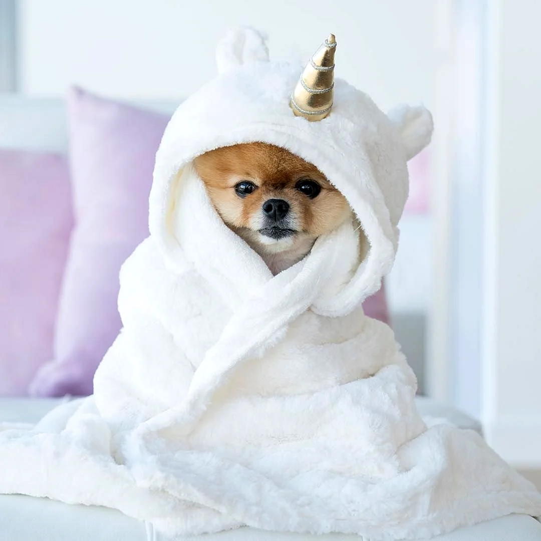 Померанский шпиц jiffpom