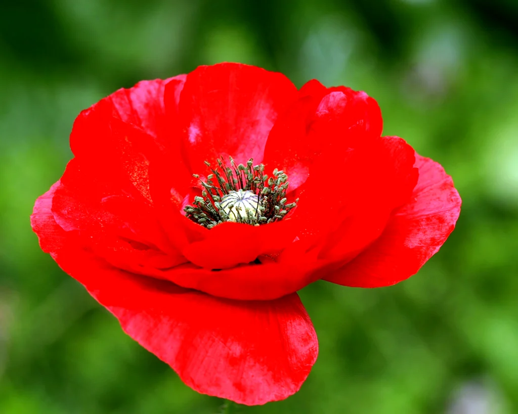 Poppy Мак