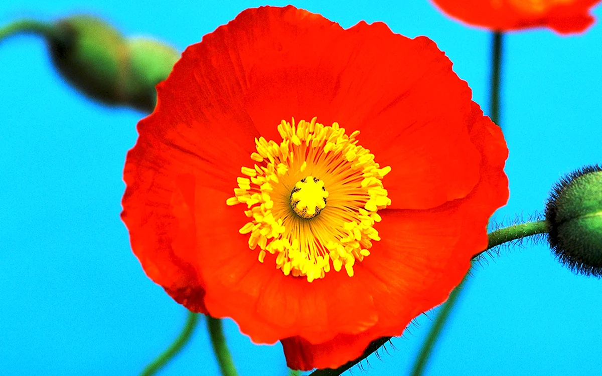 Poppy Мак