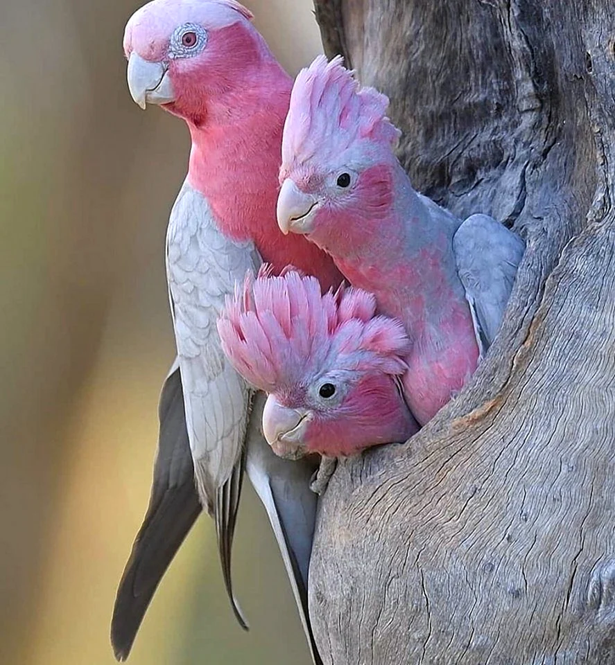 Попугаи очень красивые