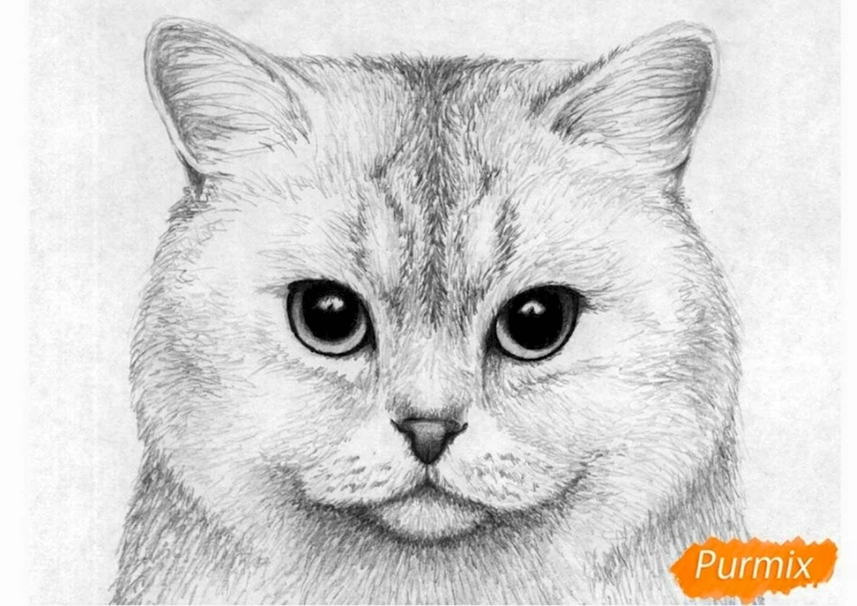 Портрет кошки карандашом