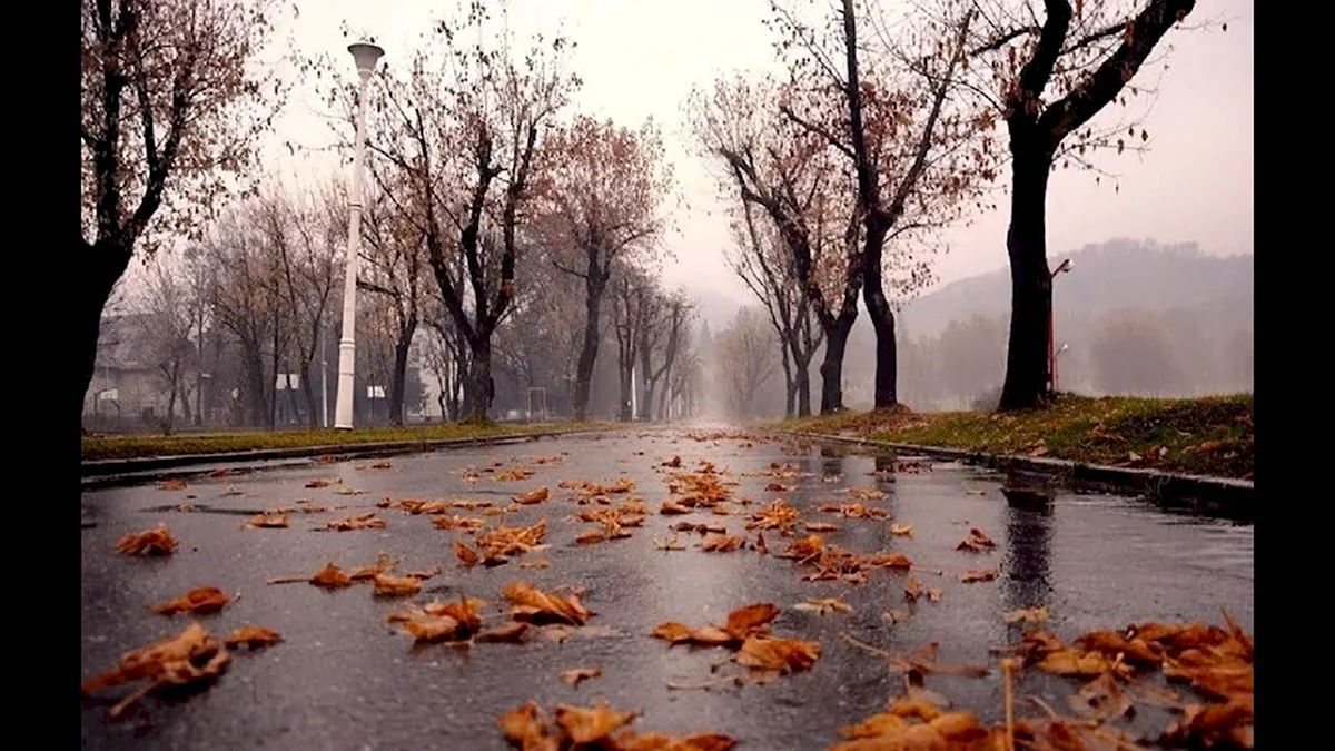 Поздняя осень дождь