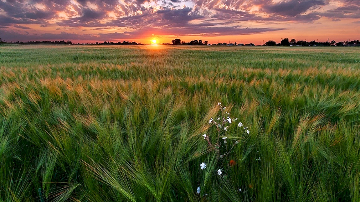 Природа поле