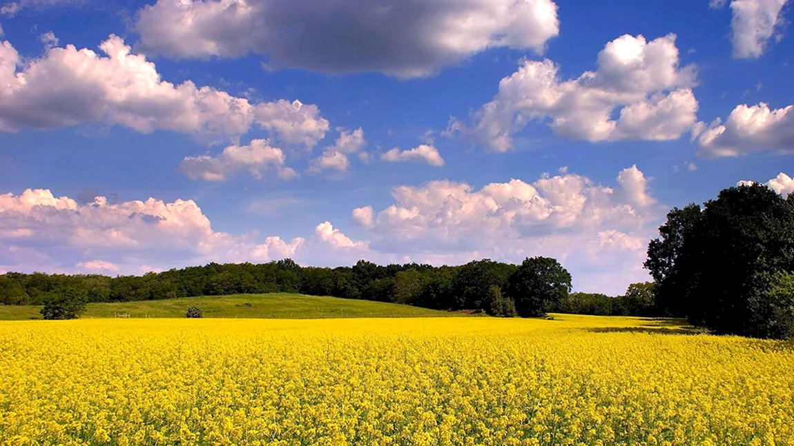 Природа поле