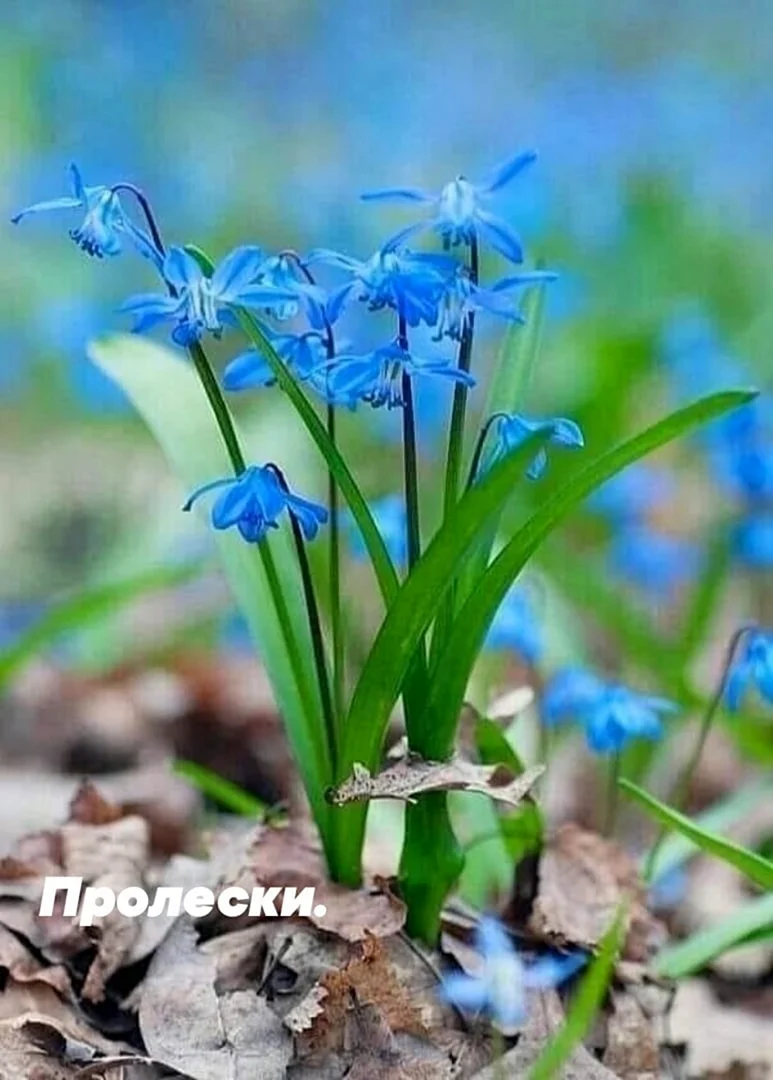 Пролеска цветок