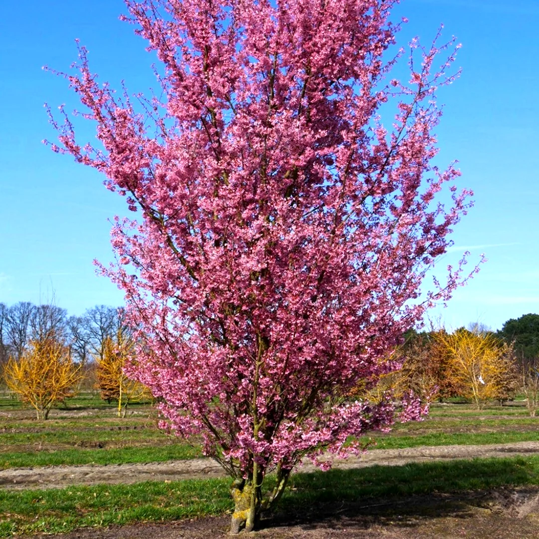 Prunus Incisa Paean
