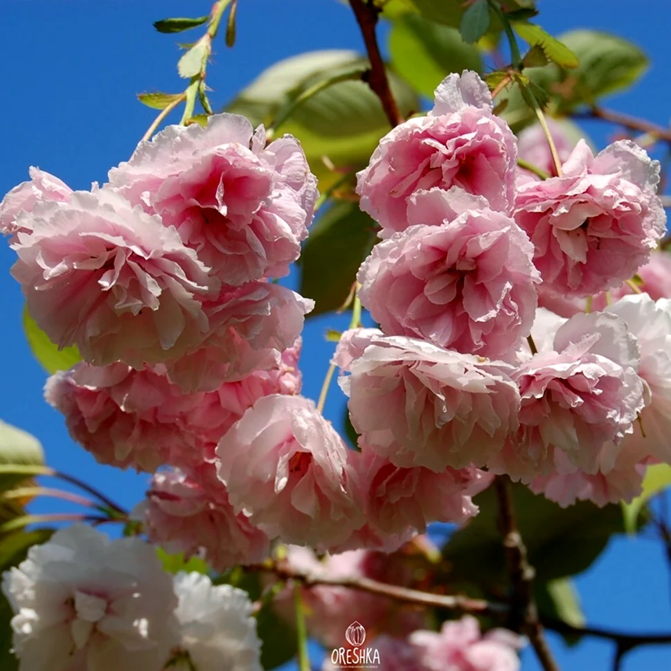 Prunus serrulata вишня мелкопильчатая