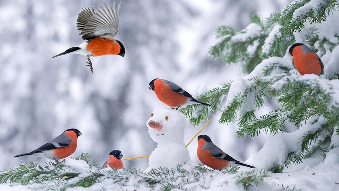 Птицы зимой