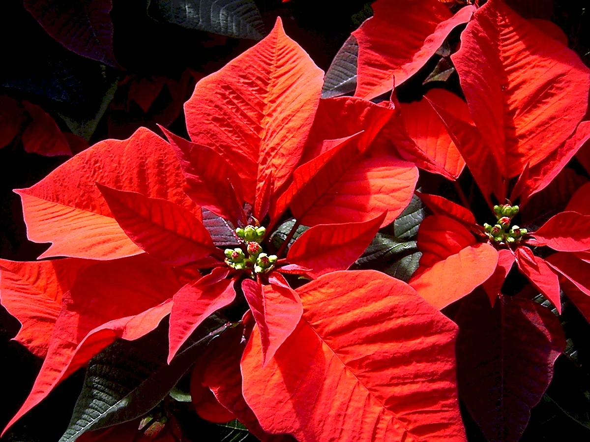 Цветки пуансетии. Пуансеттия Рождественская звезда. Пуансеттия Euphorbia pulcherrima. Молочай пуансеттия. Пуансеттия Росток.