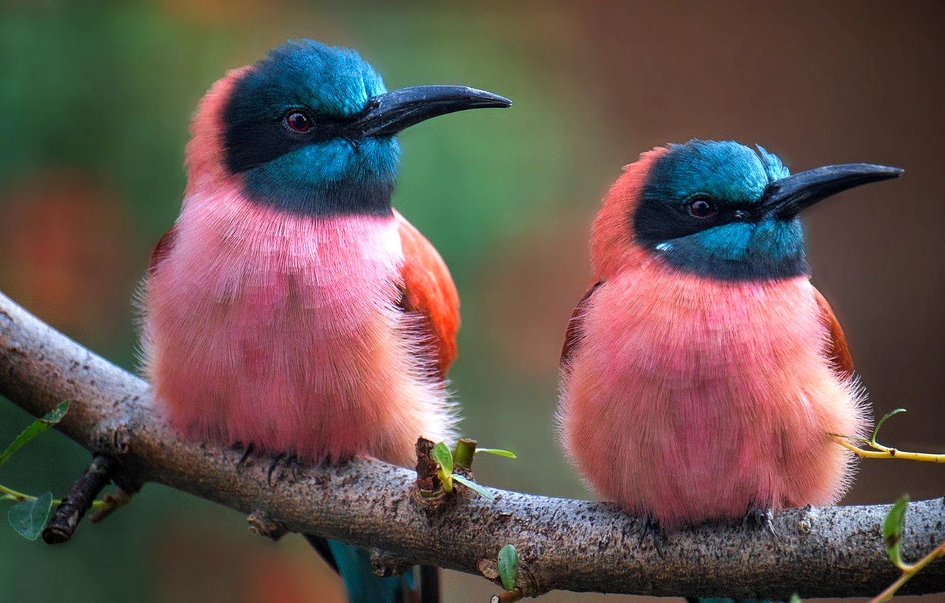 Птицы самые красивые