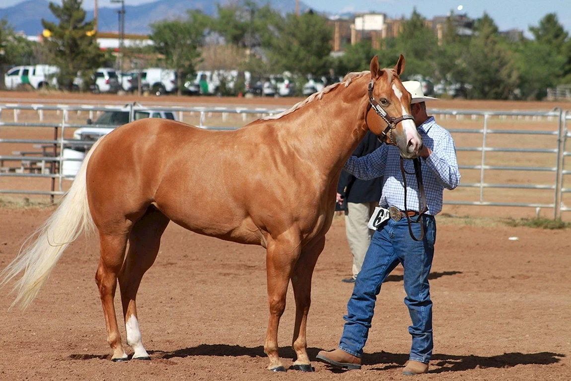 Quarter Horse