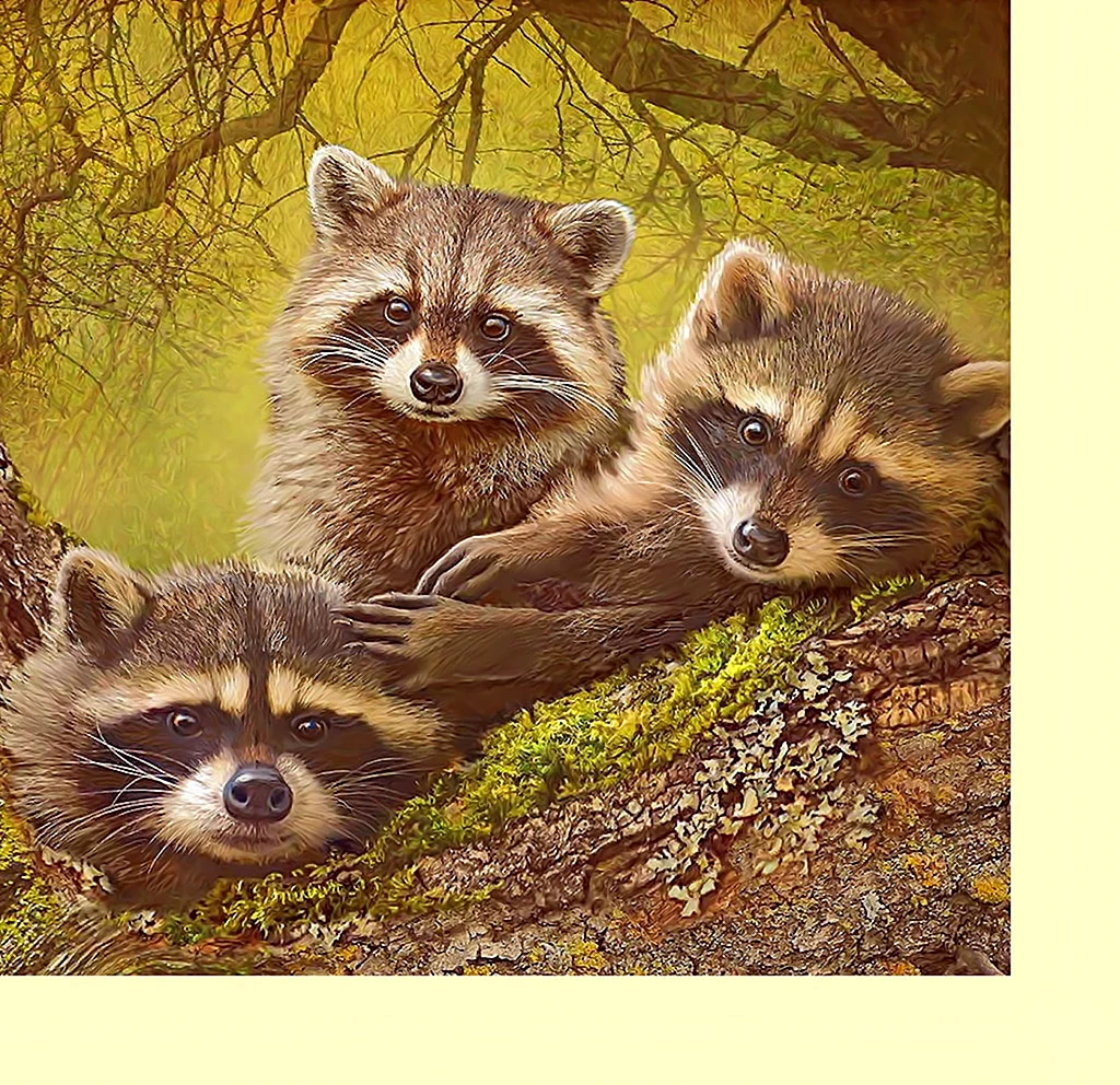 Racoon Racoon группа