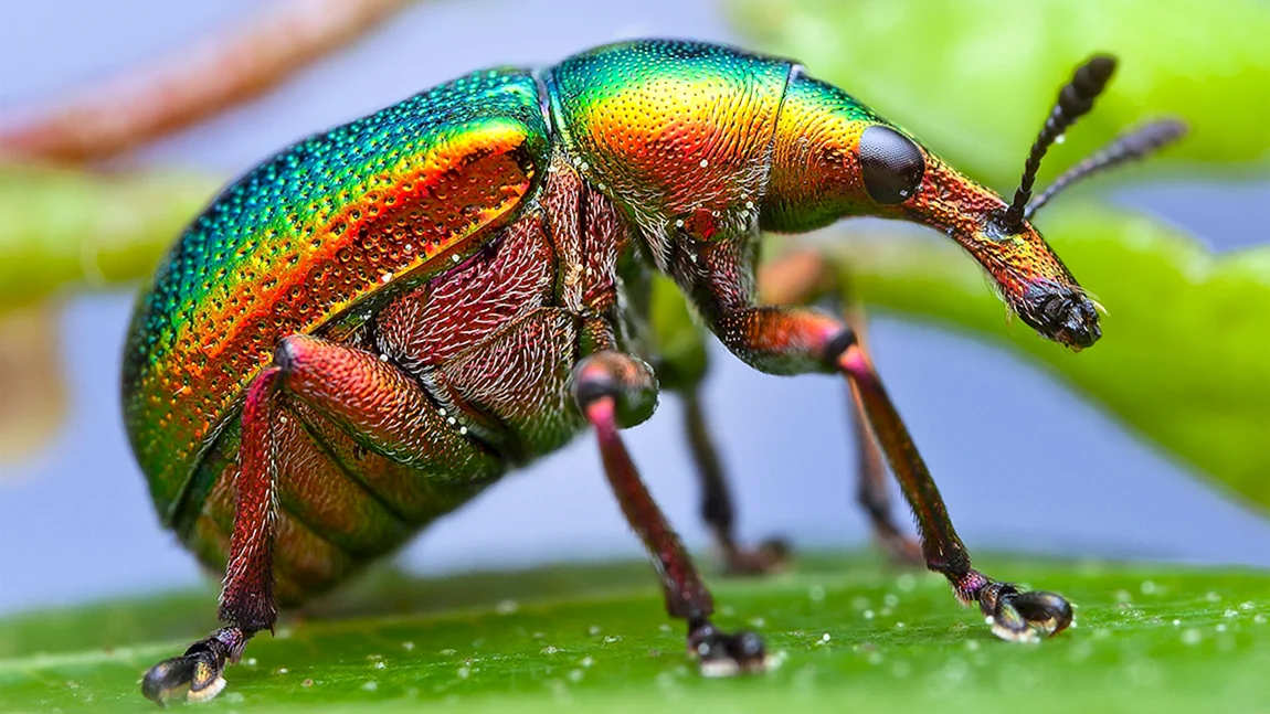 Самые яркие жуки